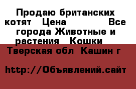Продаю британских котят › Цена ­ 30 000 - Все города Животные и растения » Кошки   . Тверская обл.,Кашин г.